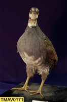 藏品(深山竹雞)的圖片